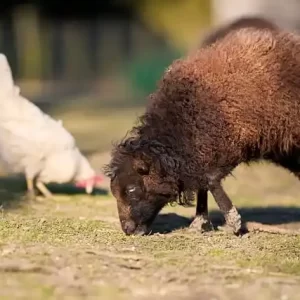 비아그라 사이트와 처방 의약품 규정 꼭 알아야 할 기본 지식