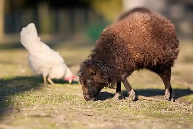비아그라 사이트와 처방 의약품 규정 꼭 알아야 할 기본 지식
